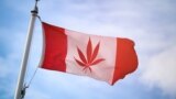 Steagul canadian cu o frunză de cannabis pe el...