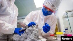 Specijalista uzima bris zecu u laboratoriji Saveznog centra za zdravlje životinja tokom razvoja vakcine protiv COVID-19 za životinje, u Vladimiru, 9. decembra 2020.