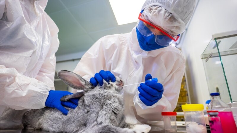 Rusija registrovala vakcinu protiv COVID-19 za životinje