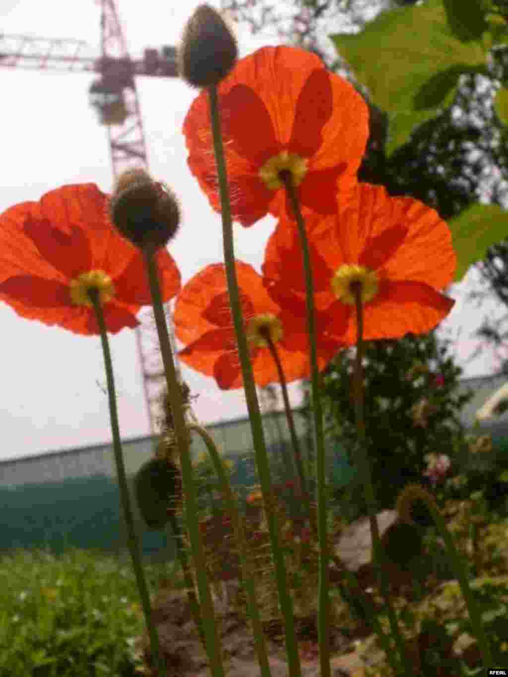 Барви літа (фото Зиновія Фриса) #26