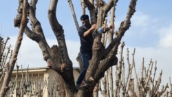 رضا دالمن، دانشجو، در جریان اعتراضات دی‌ماه یک عروسک موش را از درخت آویخت