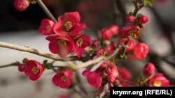 UKRAINE - Japanese quince, Alushta, 24Mar2021