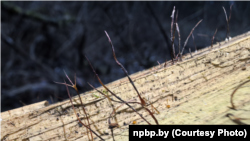 Ксілярыя ніткападобная (Xylaria filiformis). Фота з сайту Нацыянальнага парку «Белавеская пушча»
