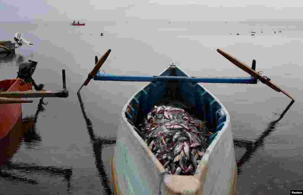 Fish lie piled on a boat after being harvested by fishermen at Dojran Lake, Macedonia. (Reuters/Ognen Teofilovski)