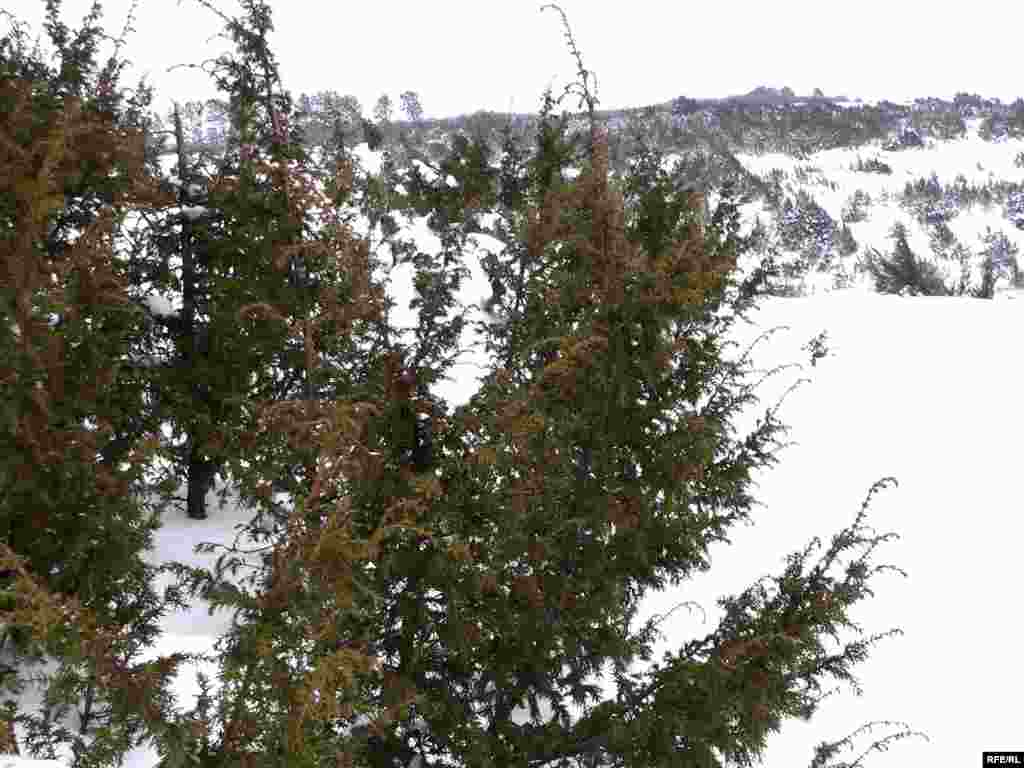 Кызыл китапка кергән артыш "җеннәрне" куа дип санала. Мәет киткәч яндыралар. Мунча себеркесе, чәе бозым чыгара. - Кызыл китапка кергән артыш "җеннәрне" куа дип санала. Мәет киткәч яндыралар. Мунча себеркесе, чәе аураны чистарта, бозым чыгара. Үсеш өлкәсе чиге - биредә.