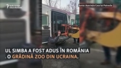 Leul Simba din Ucraina a fost adus la o grădină zoologică din Rădăuți