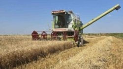 Azərbaycan hələ də buğdaya tələbatını niyə ödəyə bilmir?