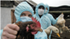 Izbijanje ptičje gripe na Krimu (arhivska fotografija)
