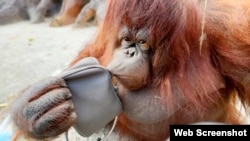 Орангутан Дана в кримському парку левів «Тайган»