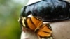 UN Biodiversity Meeting Agrees Plan