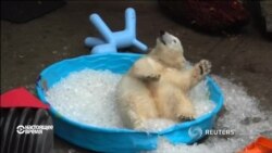 Как белый медвежонок Нора резвится в тазу со льдом