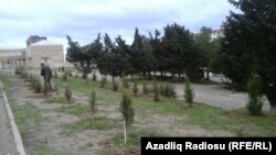 Yaşıllaşdırma idarəsinin əkdiyi ağaclar