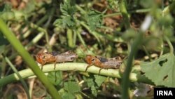 د ایران د کرنې وزارت یوه ویاند محمد رضا میر ویلي چې د دې هېواد پوځ له ملخانو سره د مبارزې په برخه مرستې ته چمتووالی ښودلی دی.
