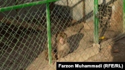 Боғи ҳайвоноти шаҳри Хуҷанд