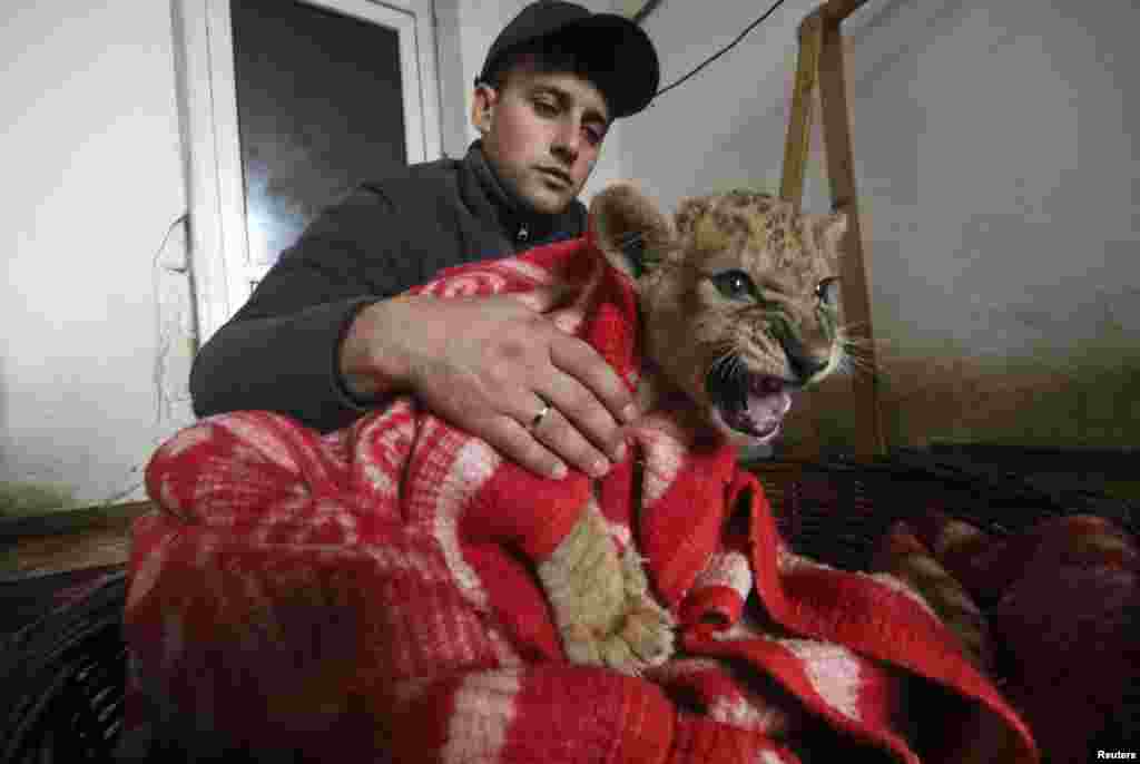 An employee covers a lion cub with a quilt during a blackout at the Safari Park Taigan in the town of Belogorsk, Crimea, on November 24. Crimea continued to rely on emergency generators to meet its basic power needs after unknown saboteurs blew up electricity pylons supplying the peninsula with electricity over the weekend. (Reuters/Pavel Rebrov)