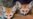 A Fox Among The Chickens?
