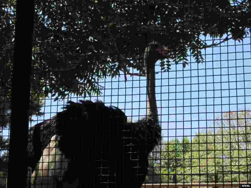 Zoopark "əhli" və yay istiləri #16
