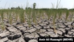 کمبود آب و خشکسالی در شالیزارهای مازندران