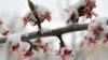 Armenia - Blossoms covered by snow, Yerevan, 30Mar2014.