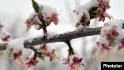 Armenia - Blossoms covered by snow, Yerevan, 30Mar2014.