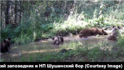 Медведи в Саяно-Шушенском заповеднике