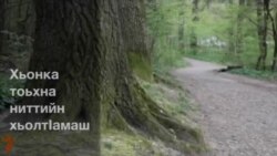 Хьонка тоьхна ниттийн хьолтIамаш