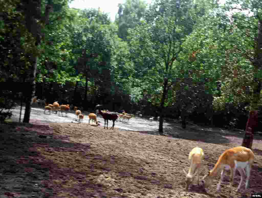 Almaniyanın Serengeti Parkı - parkın sahəsi-200 hektar ekzotik heyvanların sayı-1500 parkda səfər etmək ücün (safari) avtomobil yolunun uzunluğu-10 km