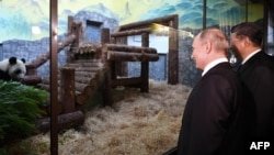 Russian President Vladimir Putin and China's Xi Jinping view two new Chinese pandas at the Moscow Zoo.