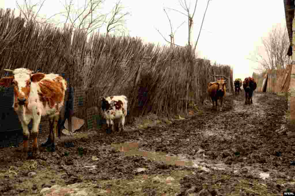 Ağsunun Qaravəlli kəndi #17