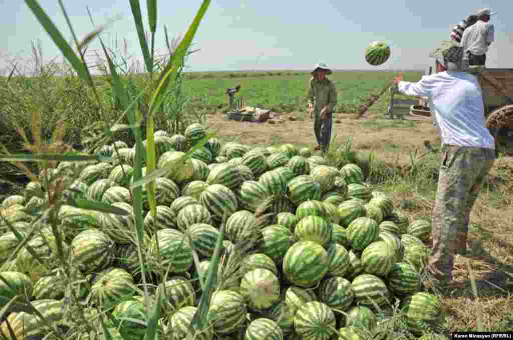 Armenia -- Watermelon harvest in Ararat region, 14Aug2012