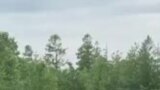 Медведь, напавший за полчаса до съемки на вахтовика.mp4
