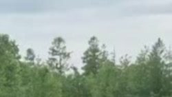 Медведь, напавший за полчаса до съемки на вахтовика.mp4