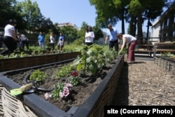 Grădina urbană inaugurată de Universitatea de Vest din Timișoara