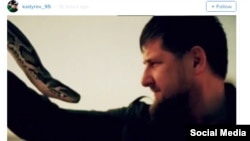 Chechen leader Ramzan Kadyrov (right) grapples with a snake in a screen grab from a video he posted on Instagram.