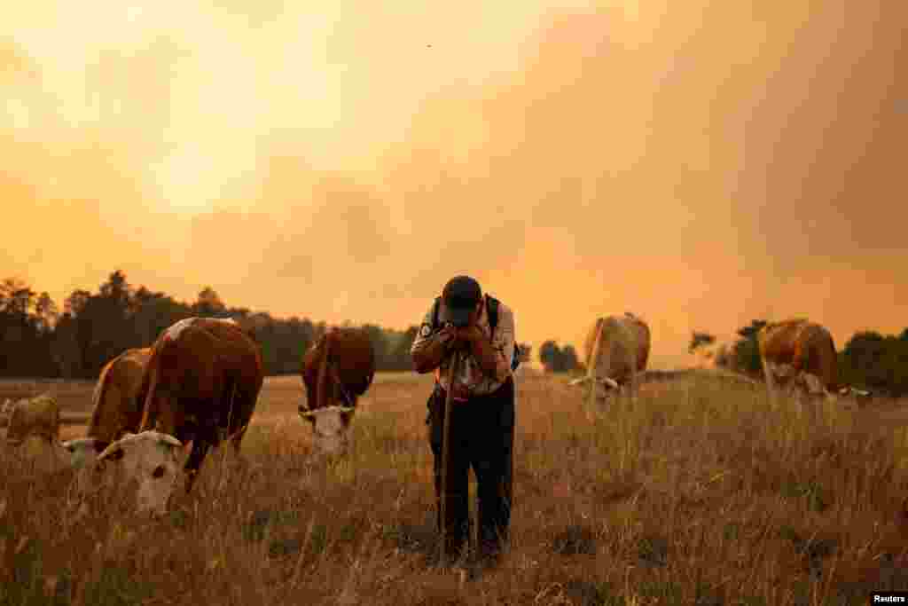 Stočar sa kravama u blizini požara kod Grebenca u Deliblatskoj pešćari