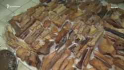 В крымской пещере обнаружили кости древнего мастодонта и гиены (видео)