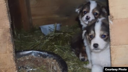 Wonder Woman порно