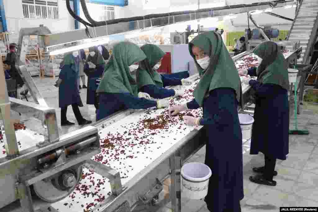 Afghan workers process raisins at a factory in Herat. (epa-EFE/Jalil Razayee)