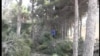 Bakı-Sumqayıt yolunda şam ağacları kəsilir [Video]