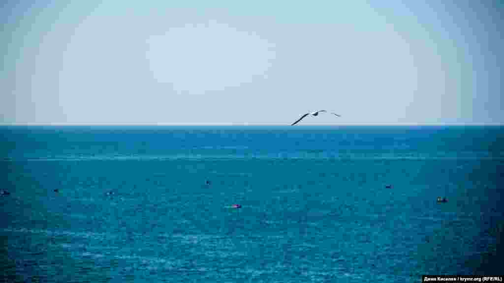 Чайка над Черным морем