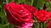 Середньовічний замок на Закарпатті прикрасили 30 тисяч троянд (відео)