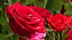 Середньовічний замок на Закарпатті прикрасили 30 тисяч троянд (відео)