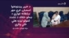  مهر سلطانه وايي د کرک د ولس د ستونزو د هواري هڅې کوي