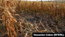 Ілюстраційне фото. Місце падіння одного з дронів, які раніше залітали до повітряного простору Молдови, село Черниця, вересень 2026 року