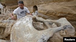 An archeologist examines the skeleton of a mammoth at an open-pit coal mine in Kostolac, Serbia. (file photo)