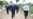 RSF Warns New Tajik Legislation Could Hamper Coronavirus Coverage