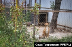 Собака во дворе Джеляловых, село Первомайское Симферопольского района, 26 сентября 2021 года