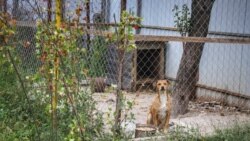Celâlovlarnıñ azbarında köpek, Aqmescit rayonınıñ Biy Tanış (Pervomayskoye) köyü, 2021 senesi sentâbrniñ 26-sı