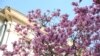 Magnoliile au devenit o marcă a Bucureștiului primăvara.