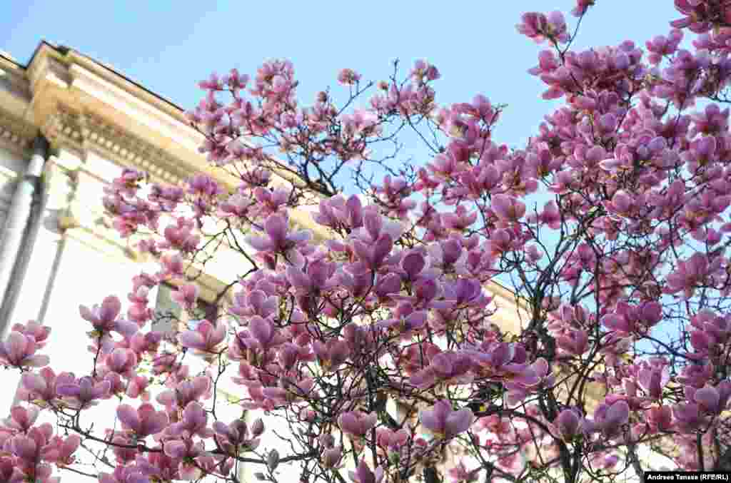 Magnoliile au devenit o marcă a Bucureștiului primăvara.